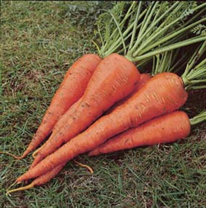 St. Valery sárgarépa, Daucus carota, gyökérzöldség, zöldség